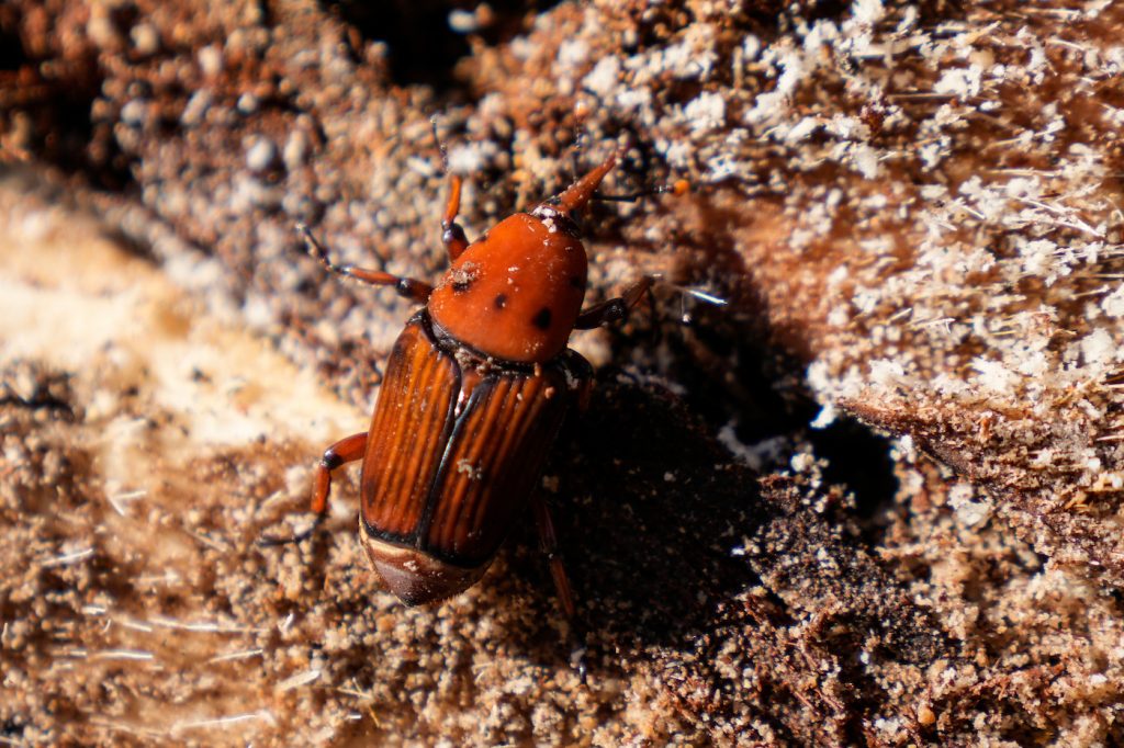 Uruguay aprueba un bioinsecticida que logra 100% de control del picudo rojo en ensayos a campo