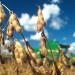 Trump incide en la soja y en la carne