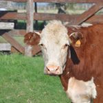 Sigue bajando el precio del ganado