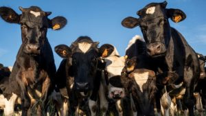 US$ 250.000 el kilo: Uruguay habilitó la exportación del «oro» de las vacas a China