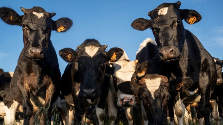 US$ 250.000 el kilo: Uruguay habilitó la exportación del «oro» de las vacas a China