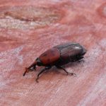 Picudo rojo: la guerra entre empresas por la mejor técnica para combatir al insecto en las palmeras