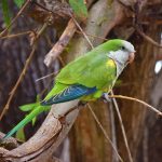 ¿Por qué es necesario matar a las cotorras en Uruguay?