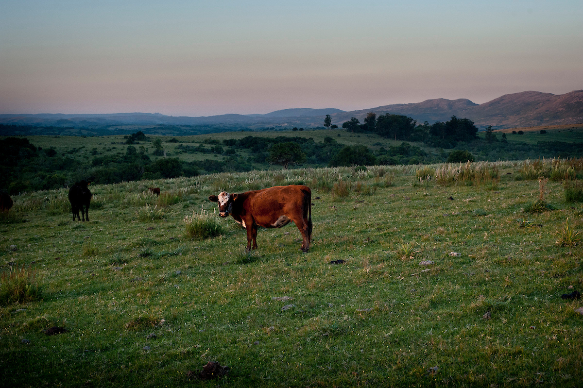 Fuerte suba del precio del ganado