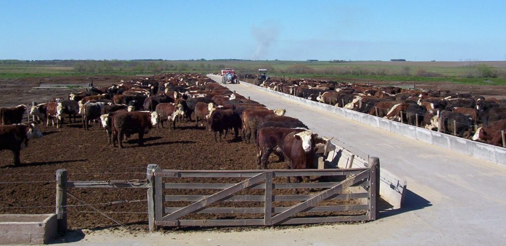 Simeone planteó reabrir el debate sobre el uso de hormonas en la ganadería vacuna