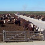 Simeone planteó reabrir el debate sobre el uso de hormonas en la ganadería vacuna