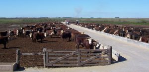 Simeone planteó reabrir el debate sobre el uso de hormonas en la ganadería vacuna