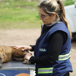 INBA reclama tipificar a maltrato como delito tras asesinato de padre a perro por ataque a su hija