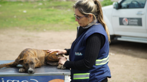 INBA reclama tipificar a maltrato como delito tras asesinato de padre a perro por ataque a su hija