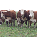 Ganadería, arroz, ovinocultura y más en el Valor Agregado de este martes