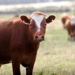 Valores del ganado para el campo ajustan a la baja