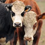 Se frena la caída en el precio del ganado