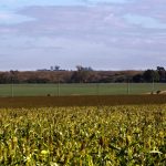 Grave: cosecha de soja podría caer a la mitad por la sequía