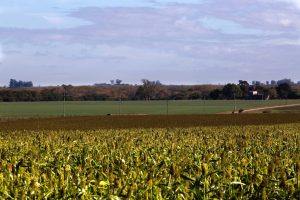 Grave: cosecha de soja podría caer a la mitad por la sequía