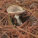 Punta del Diablo se prepara para una nueva edición del FungiWeekend con foco en naturaleza y gastronomía