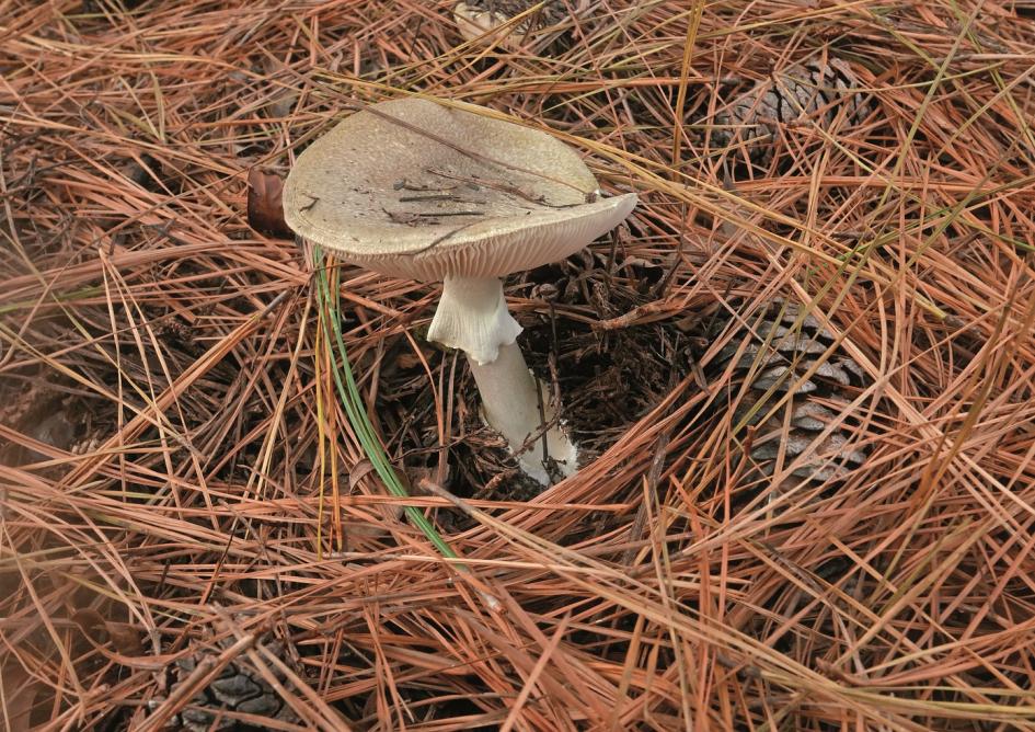 Punta del Diablo se prepara para una nueva edición del FungiWeekend con foco en naturaleza y gastronomía