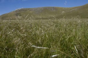 Se comienza a aplicar el SIGA agropecuario ante la sequía