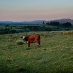 Nuevo ajuste en el precio del ganado