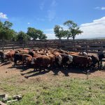 Precio de los terneros llegan a un récord