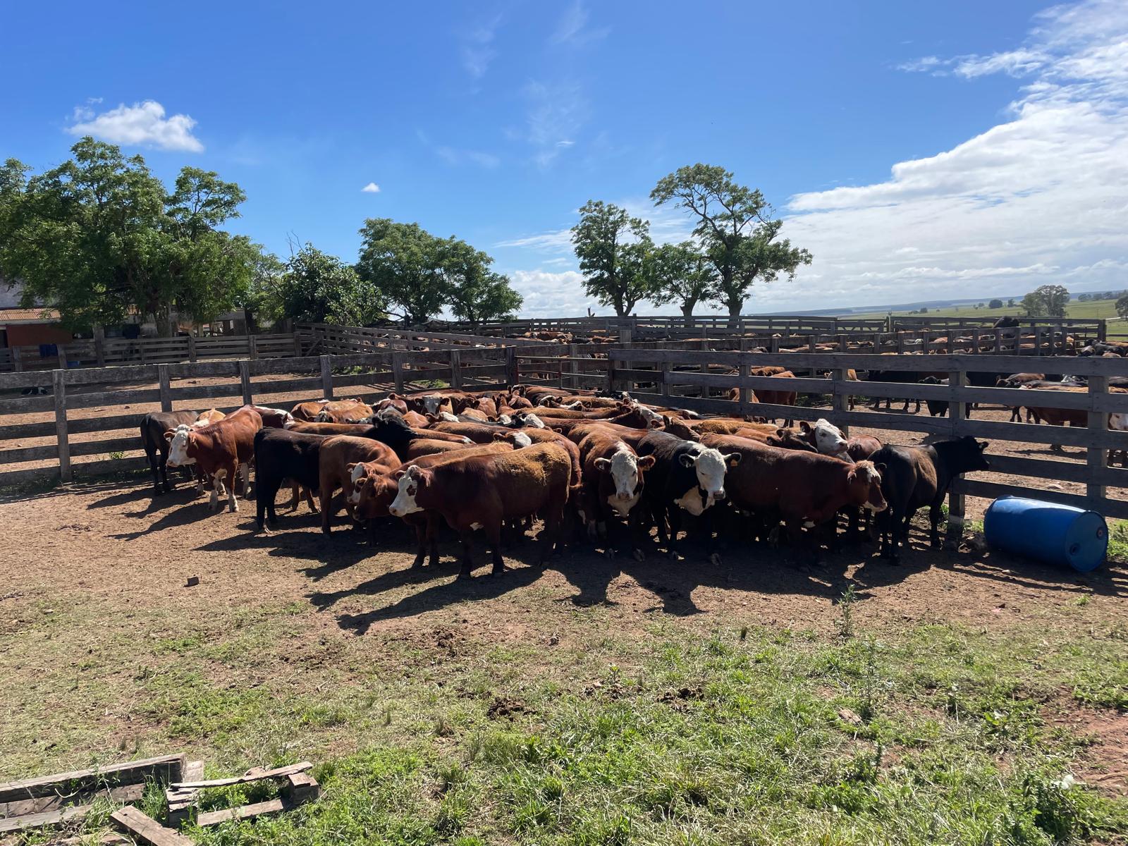 Precio de los terneros llegan a un récord