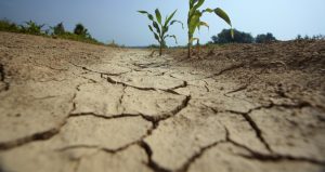 La agricultura busca superar la sequía