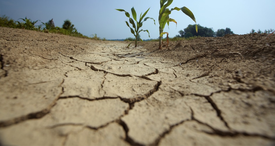 La agricultura busca superar la sequía