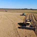 Sector arrocero advierte por caída de precios y problemas de competitividad en la inauguración de la cosecha