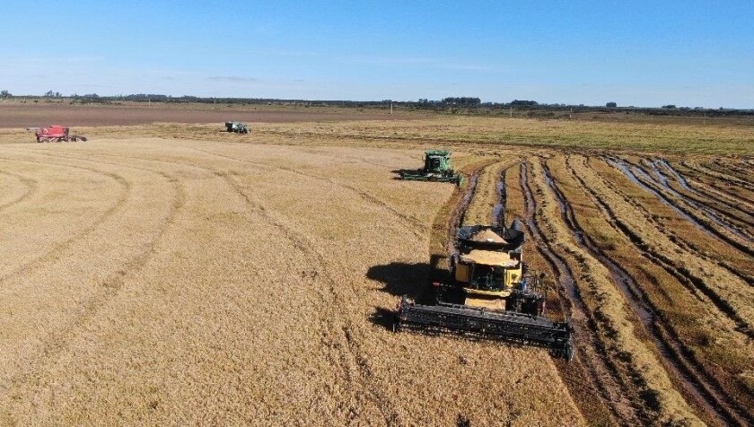 Los impactos del conflicto de Medio Oriente, la cosecha de arroz, ganadería y más en el Valor Agro de este martes