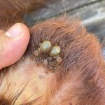 Especialista advierte que no es legal aplicar no pago de tropas y que requiere modificar normativa