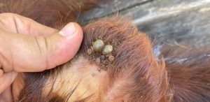 Especialista advierte que no es legal aplicar no pago de tropas y que requiere modificar normativa