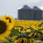 Inauguración de la cosecha del girasol en Río Negro con la presencia del presidente Yamandú Orsi