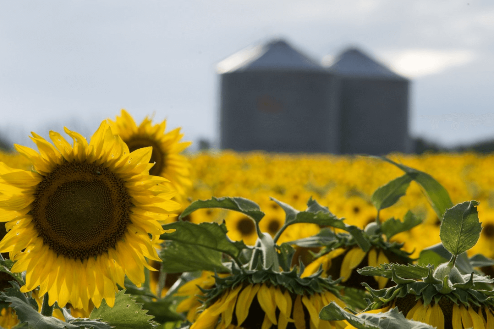 Inauguración de la cosecha del girasol en Río Negro con la presencia del presidente Yamandú Orsi