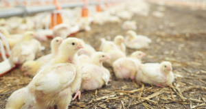 Casos de gripe aviar enciende las alarmas: Ya suman siete aves silvestres