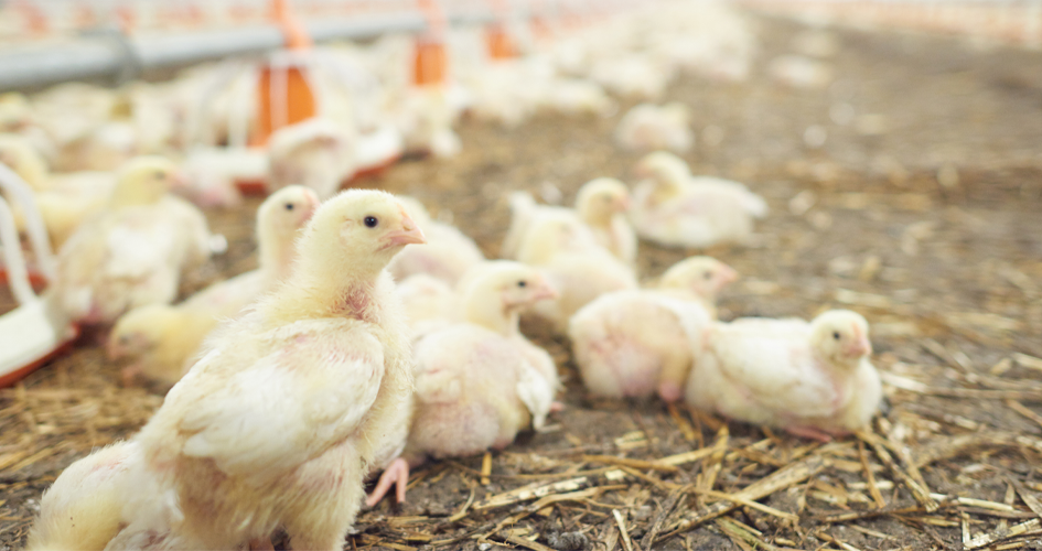 Casos de gripe aviar enciende las alarmas: Ya suman siete aves silvestres