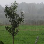 Las lluvias llegaron tarde, pero son bienvenidas