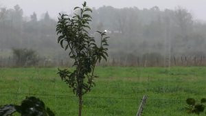 Las lluvias llegaron tarde, pero son bienvenidas