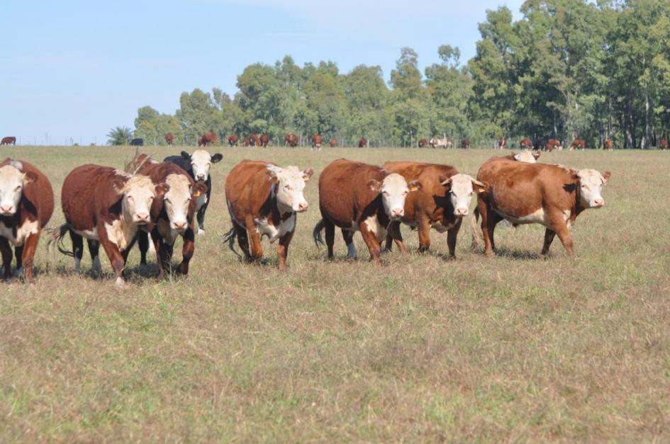 Nueva suba en el precio del ganado