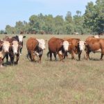 Se frena la baja en el precio del ganado gordo