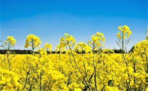 La colza con el precio más atractivo para la zafra de invierno
