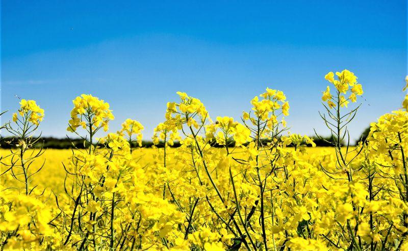 La colza con el precio más atractivo para la zafra de invierno