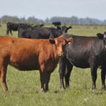 Precio del ganado en la región