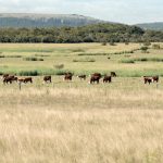 Lluvias mejoran situación hídrica, pero productores advierten por pérdidas y piden extender medidas