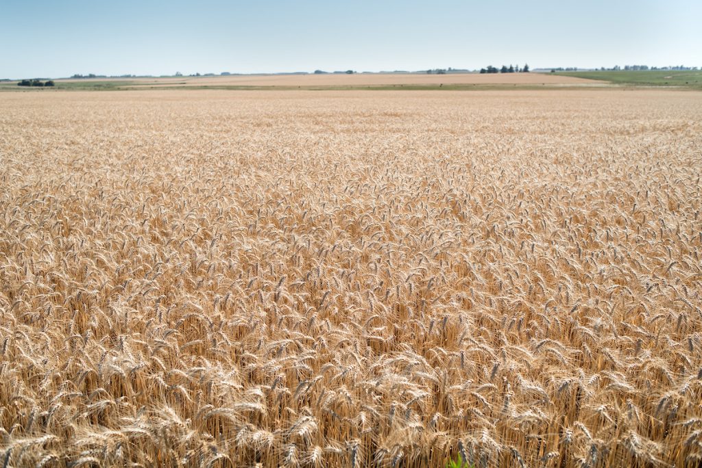 Baja el precio del trigo y mejora el de la soja