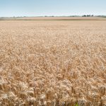 Baja el precio del trigo y mejora el de la soja