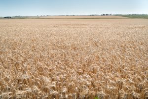 Baja el precio del trigo y mejora el de la soja