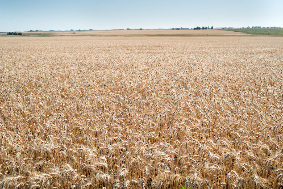 Baja el precio del trigo y mejora el de la soja