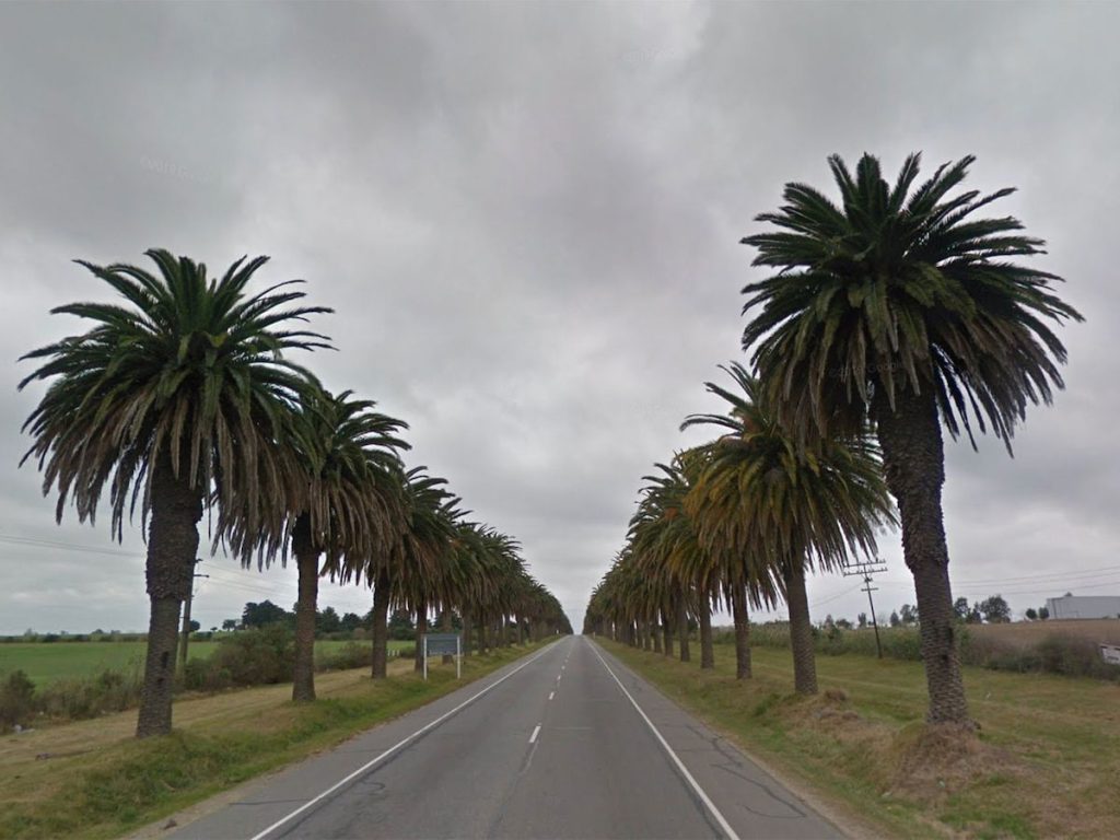 Colonia recuperó más del 90% de las palmeras afectadas por el picudo rojo