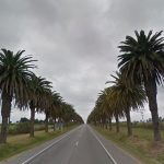 Colonia recuperó más del 90% de las palmeras afectadas por el picudo rojo