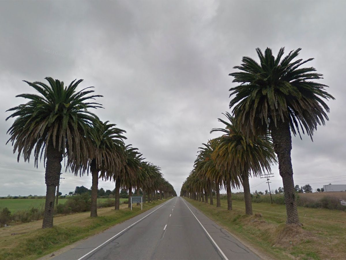 Colonia recuperó más del 90% de las palmeras afectadas por el picudo rojo