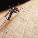Recomendaciones del MSP para prevenir casos de dengue al regreso de la Semana de Turismo 